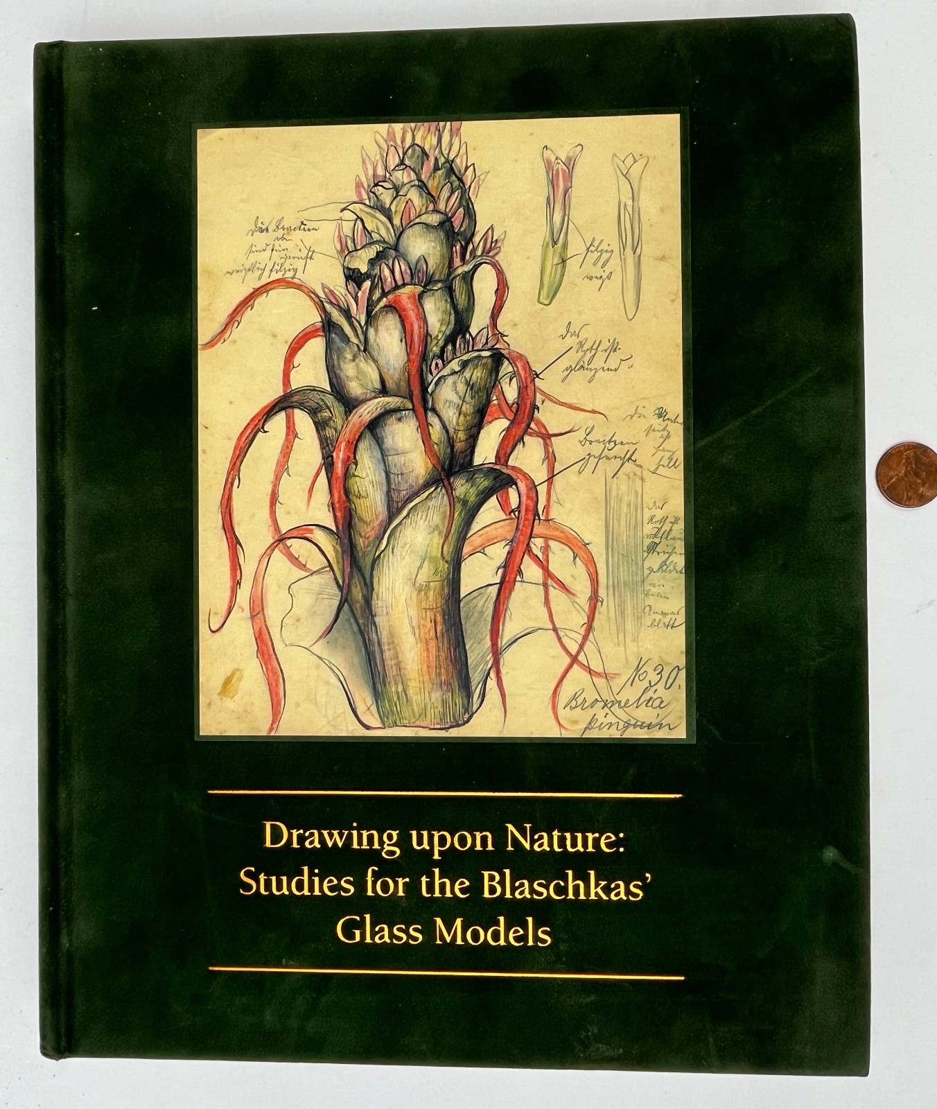 2007 Drawing Upon Nature: Studies for the Blaschkas’ Glass Models Botanical Ills