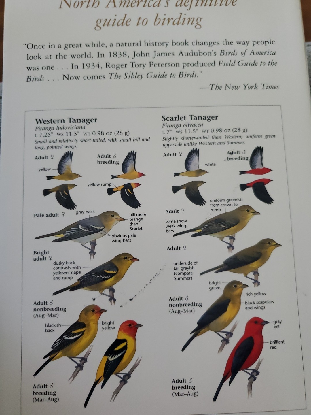 The North American Bird Guide By David Sibley Flex Cover 544 pages