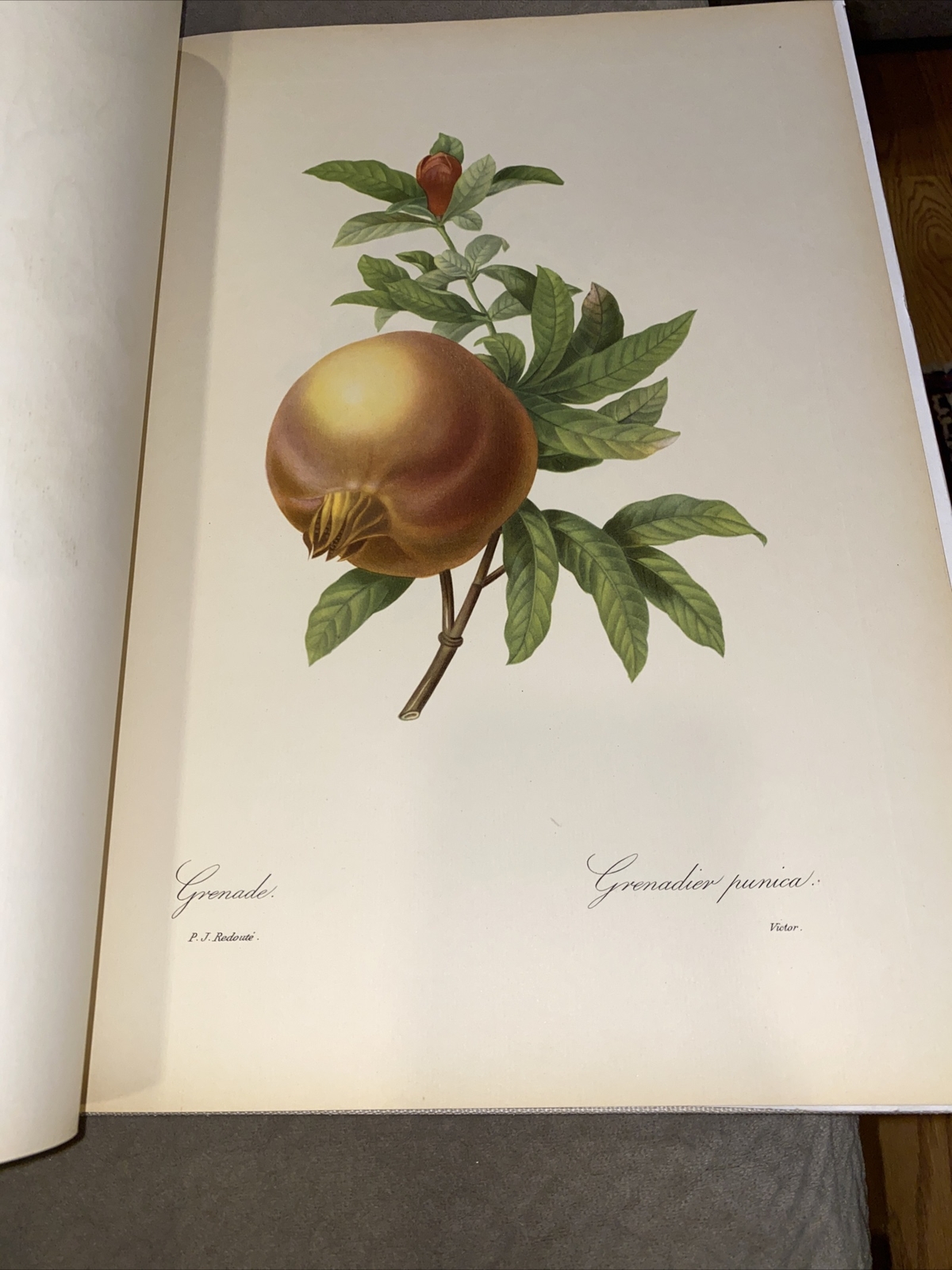 1956 Pierre Joseph Resolute Fruits & Flowers Eva Mannering Color Plates Rare