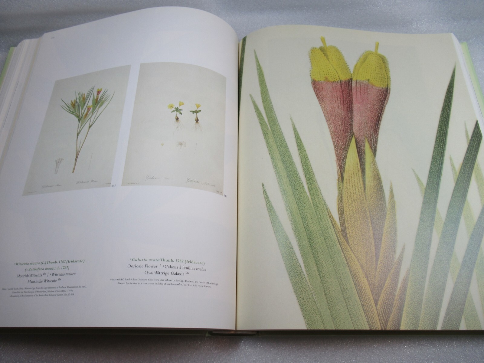 THE LILIES – Pierre-Joseph Redoute 1759-1840 – Taschen 2000 HB-DJ