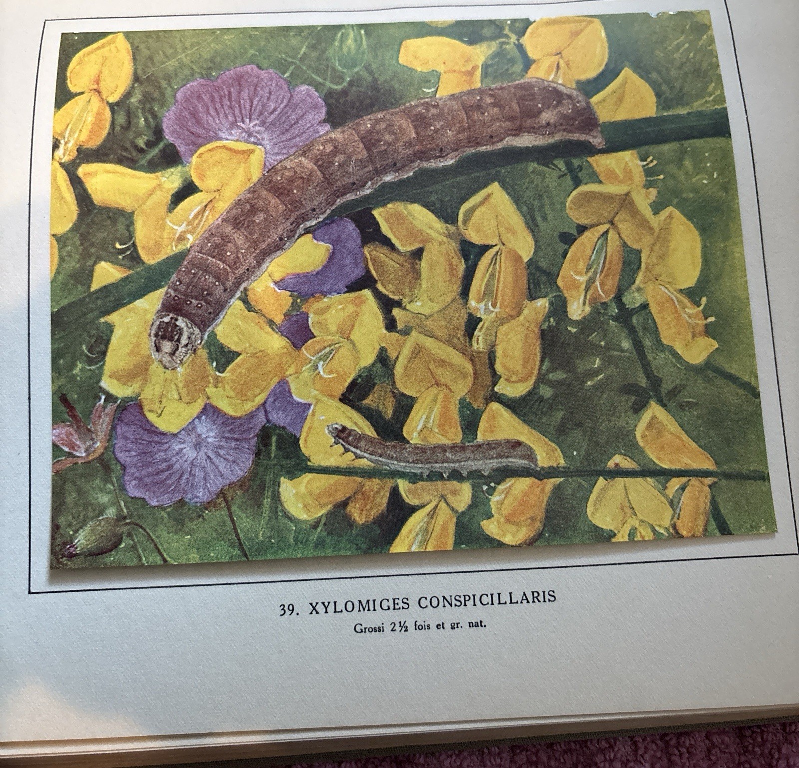 1931 Les Chenilles Léo-Paul Robert Caterpillars Color Plates French Natural