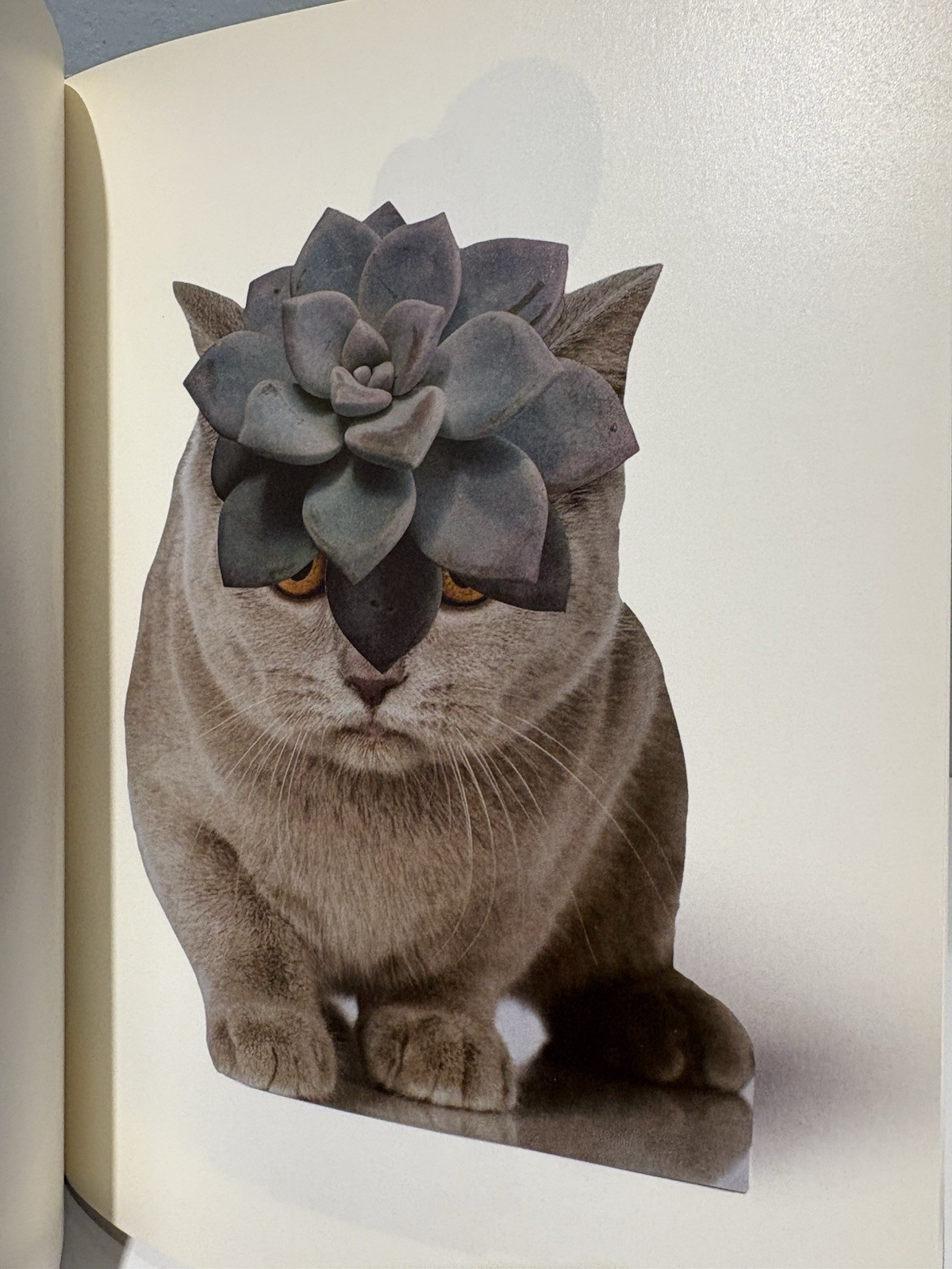 Stephen Eichhorn Photobook CATS & PLANTS Shrinkwrapped & NEW OP RARE!!