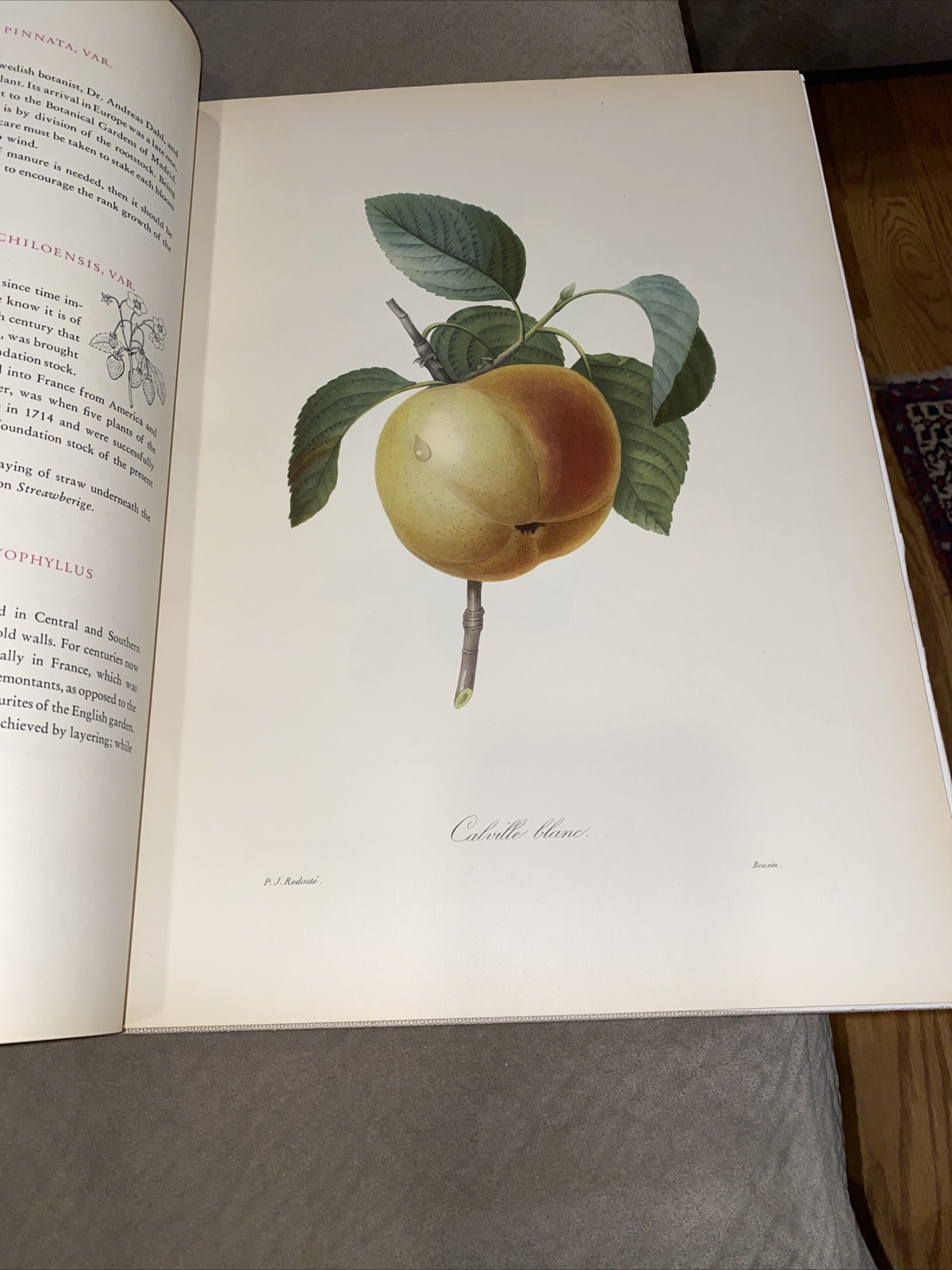 1956 Pierre Joseph Resolute Fruits & Flowers Eva Mannering Color Plates Rare
