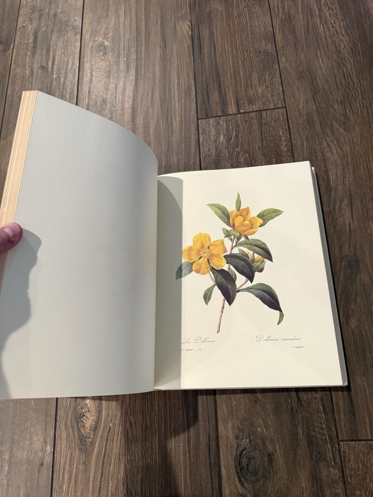 Beautiful Flowers and Fruit by Pierre-Joseph Redoute (HC, 1985) 1st Edition