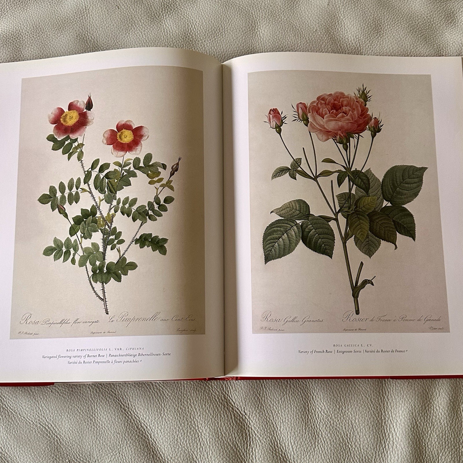 Redoute The Roses 25th Anniversary Taschen 2007 Book Complete Full Page Plates