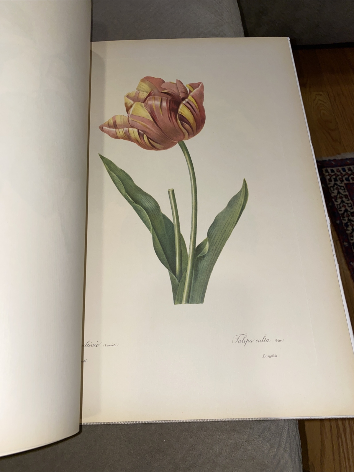 1956 Pierre Joseph Resolute Fruits & Flowers Eva Mannering Color Plates Rare