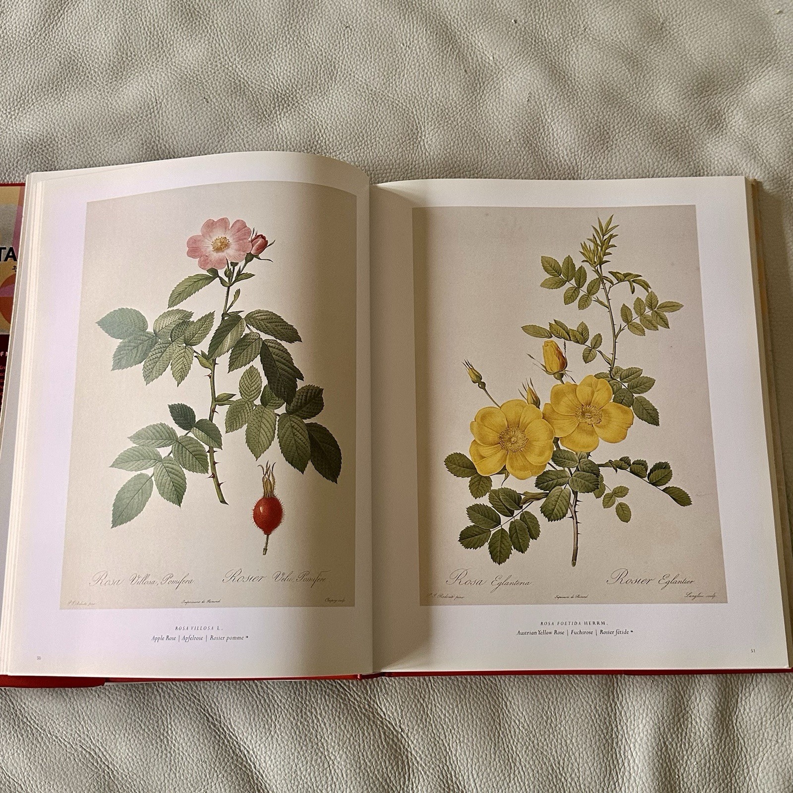 Redoute The Roses 25th Anniversary Taschen 2007 Book Complete Full Page Plates