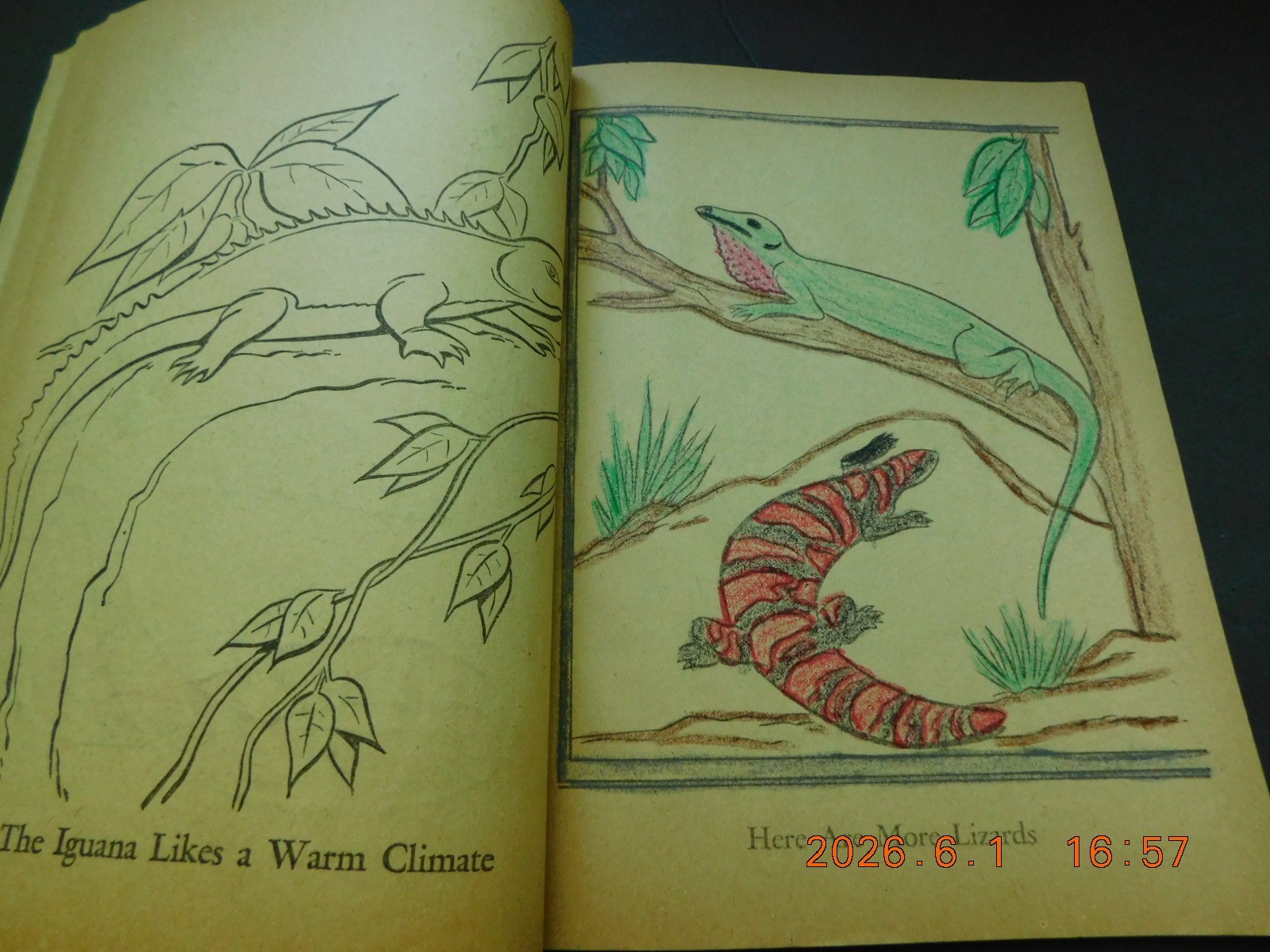 1974 Whitman Publishing “Dinosaurs: Color Book” children’s coloring book