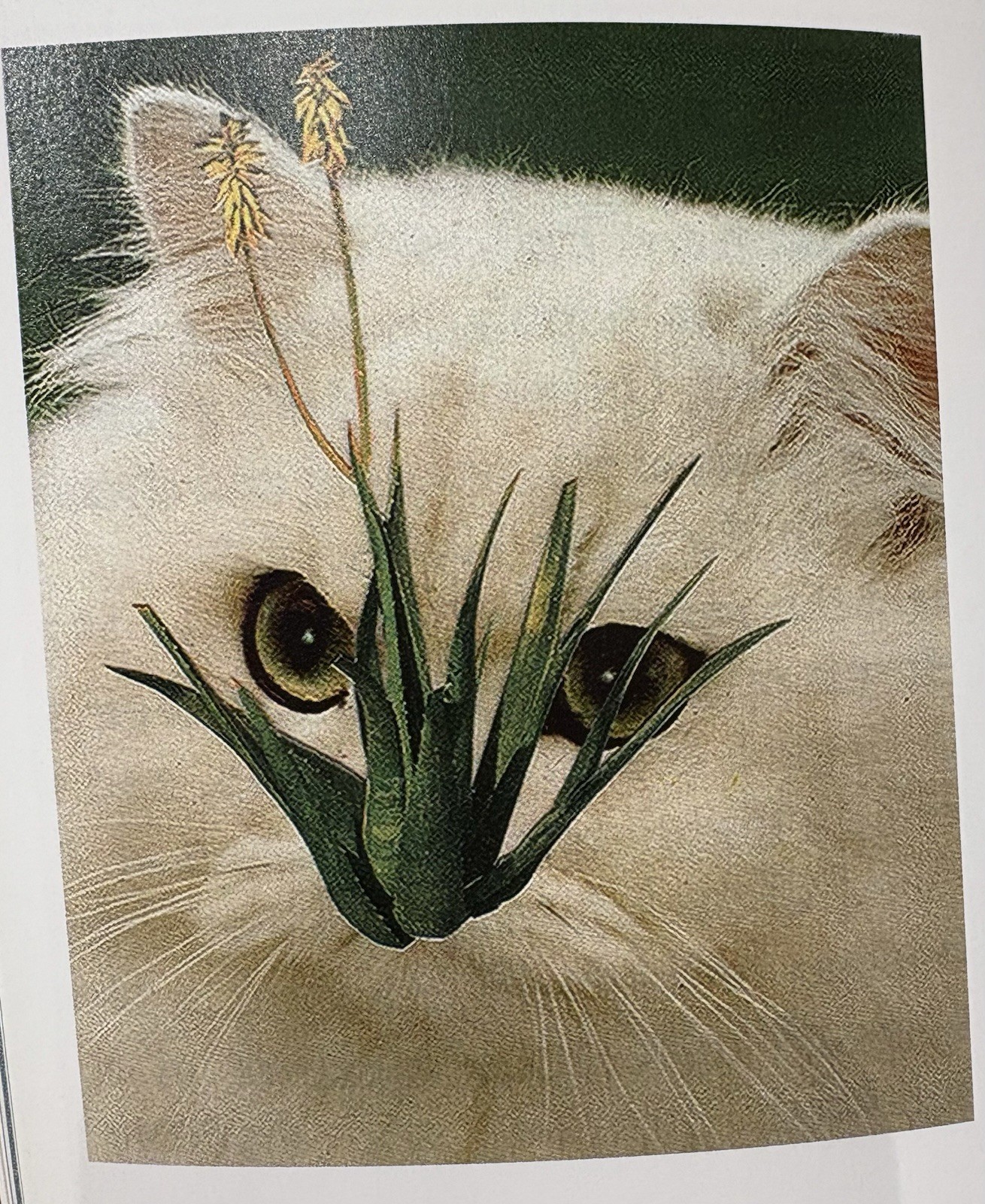 Stephen Eichhorn Photobook CATS & PLANTS Shrinkwrapped & NEW OP RARE!!