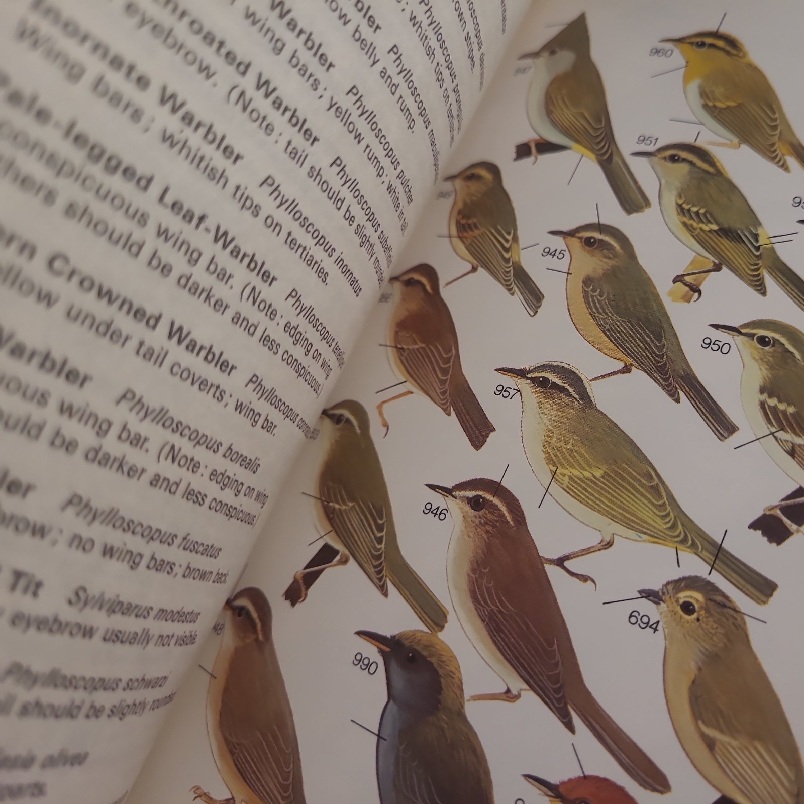 Field Guide Birds South-East Asia 869 Species Book Collins printed in HONG KONG