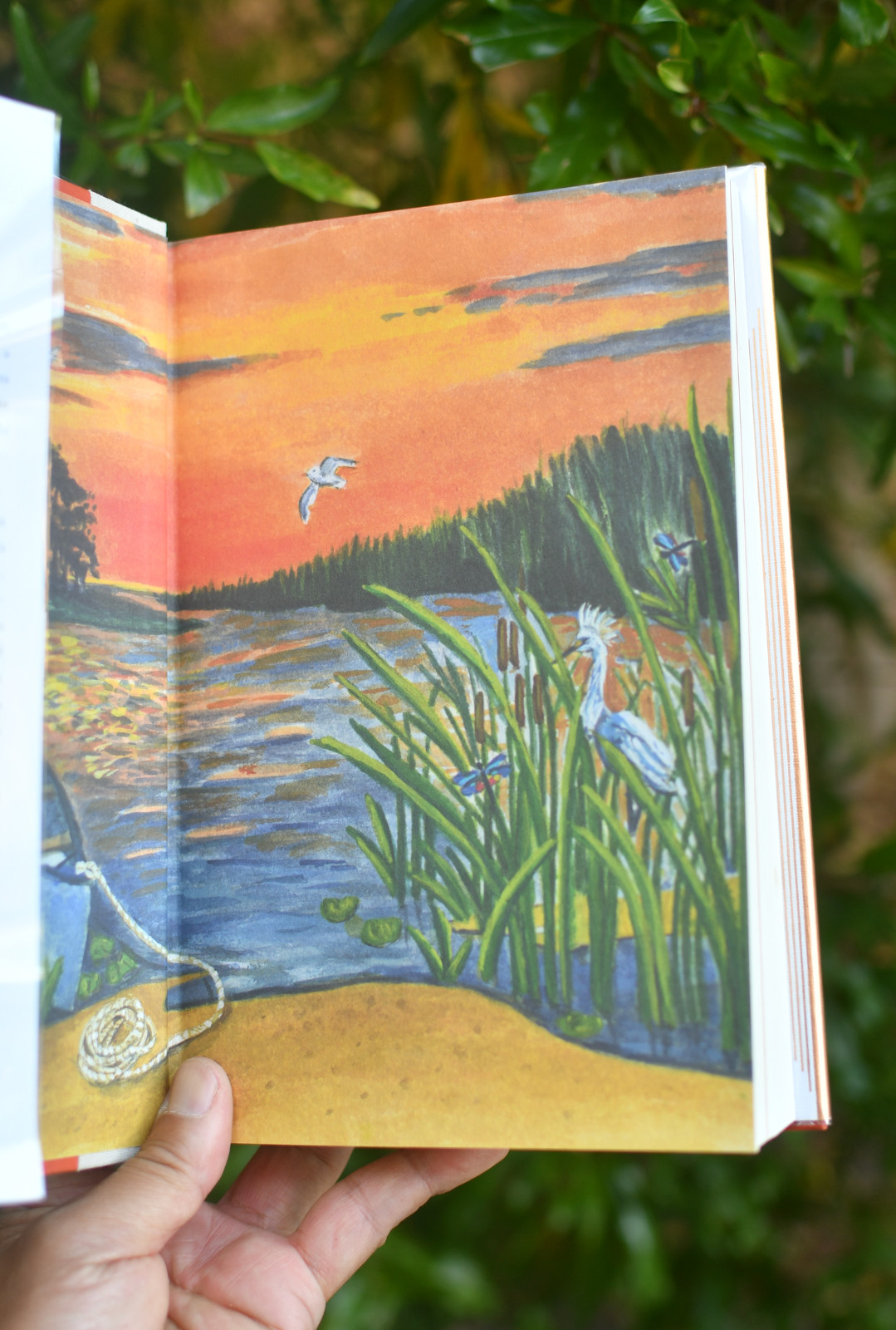 Where the Crawdads Sing by Delia Owens 1st Edition 1st Printing