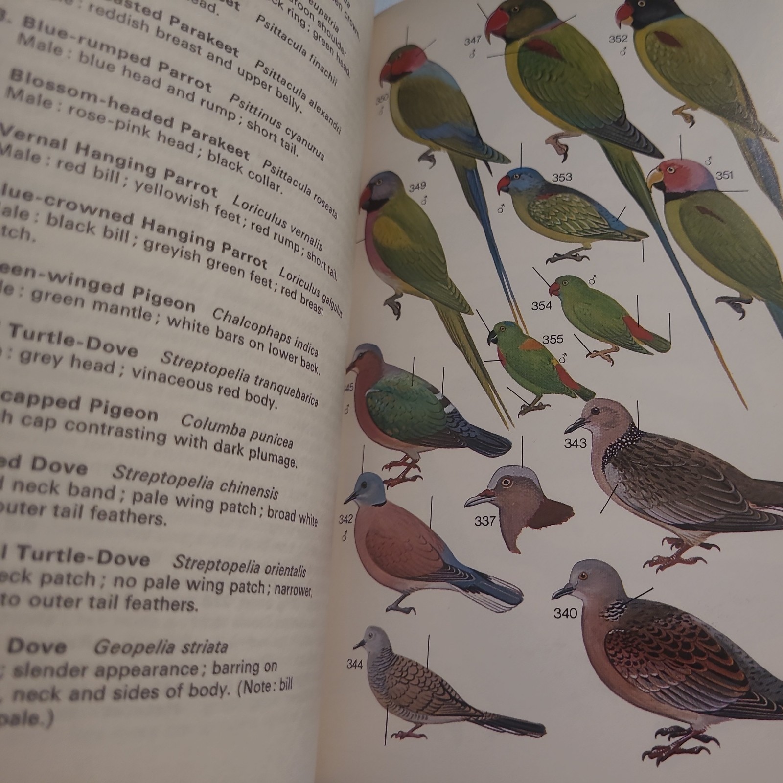 Field Guide Birds South-East Asia 869 Species Book Collins printed in HONG KONG