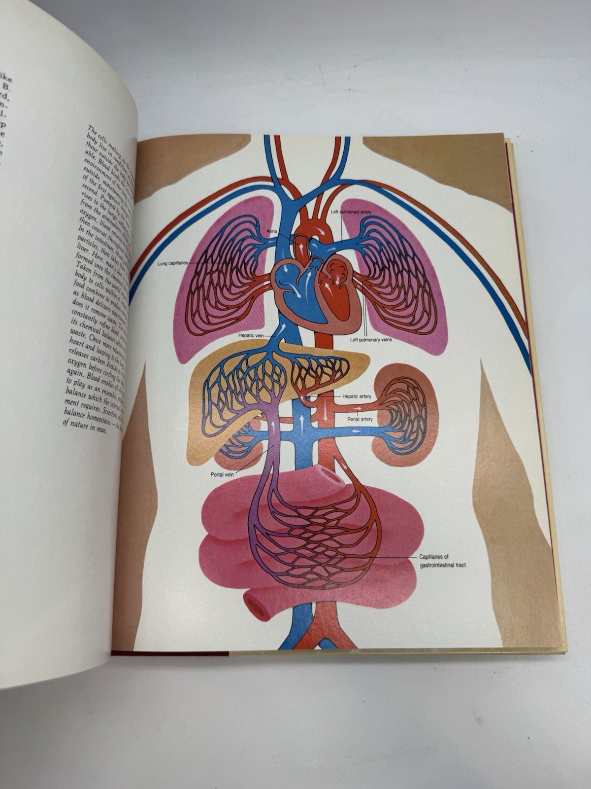 Vintage 80’s The Human Body Book Lot 7 HC US News Books Anatomy Science Medical