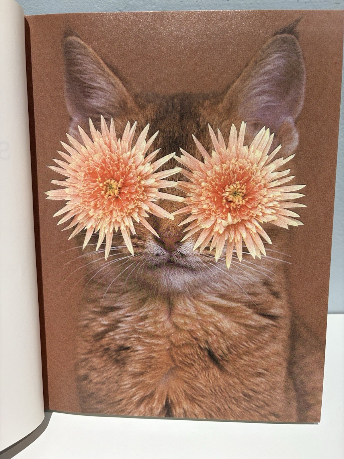 Stephen Eichhorn Photobook CATS & PLANTS Shrinkwrapped & NEW OP RARE!!