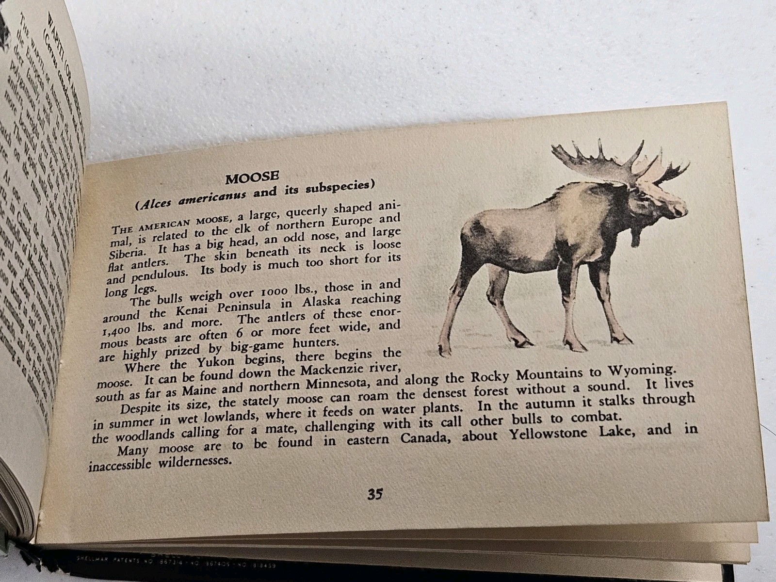 1939 Little Hardcover Book – Whitman Publishing – Wild Animals