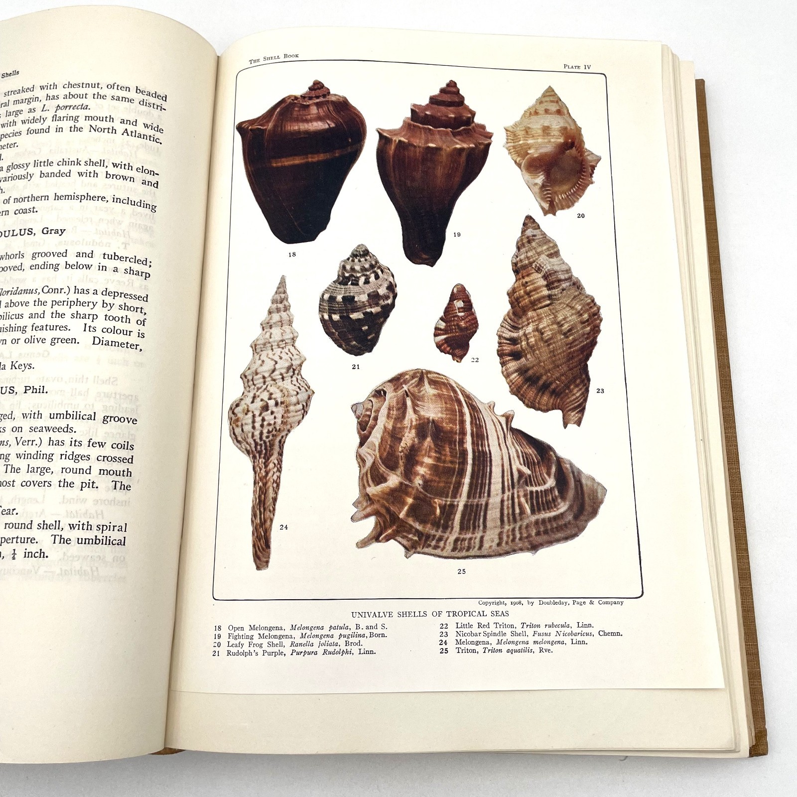 The Shell Book Julia Ellen Rogers 1920 Nature Library Vol XV Illustrated Antique