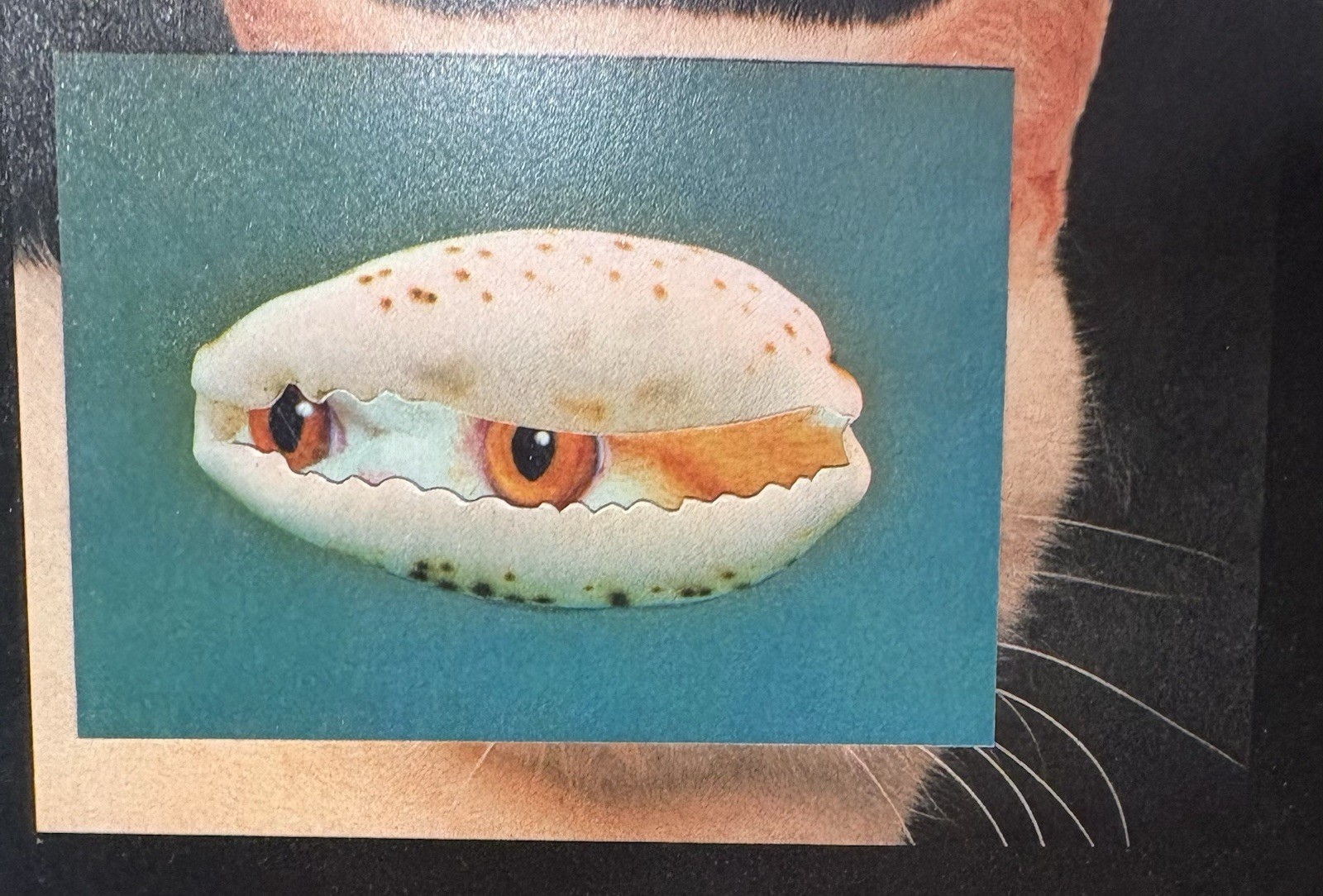 Stephen Eichhorn Photobook CATS & PLANTS Shrinkwrapped & NEW OP RARE!!