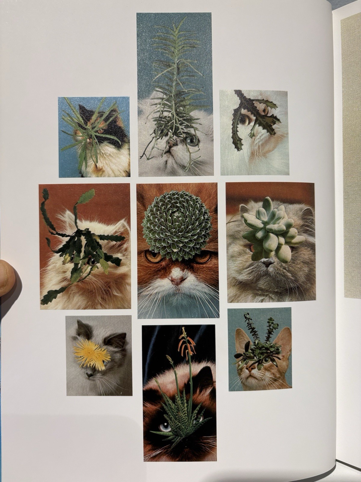 Stephen Eichhorn Photobook CATS & PLANTS Shrinkwrapped & NEW OP RARE!!