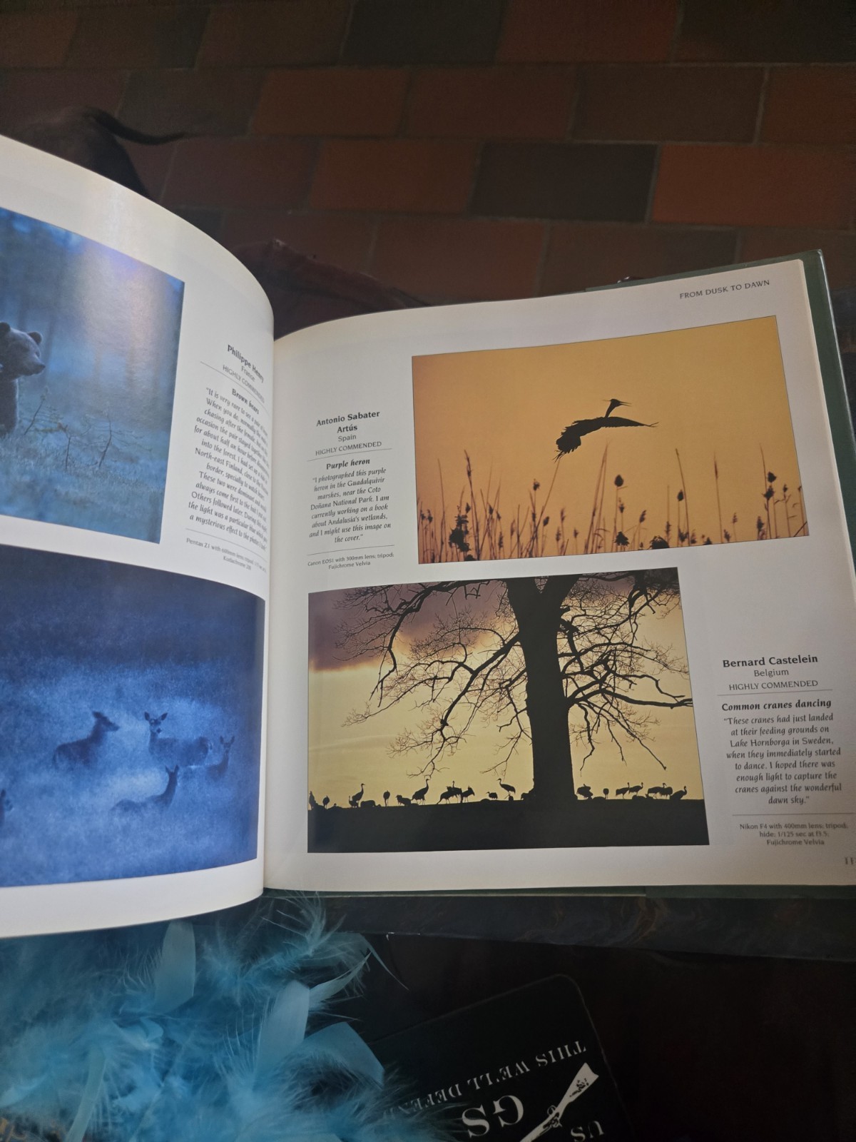 Wildlife Photographer Of The Year David BELLAMY