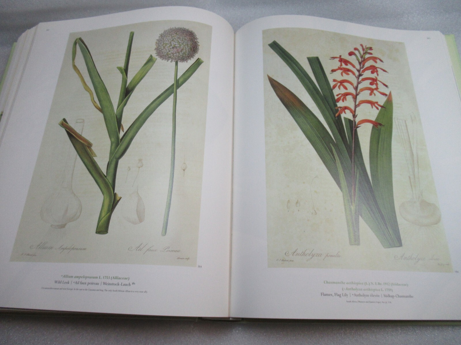 THE LILIES – Pierre-Joseph Redoute 1759-1840 – Taschen 2000 HB-DJ