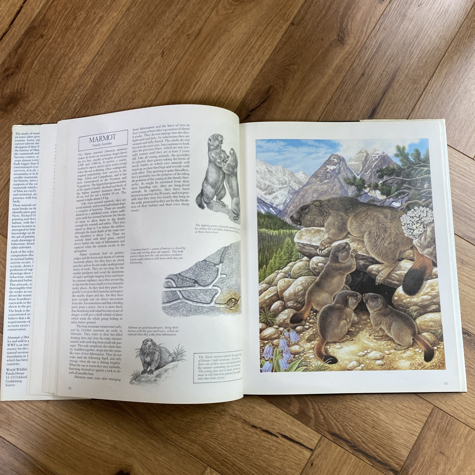 Mammals of Britain and Europe by Pope, Joyce Hardback Book