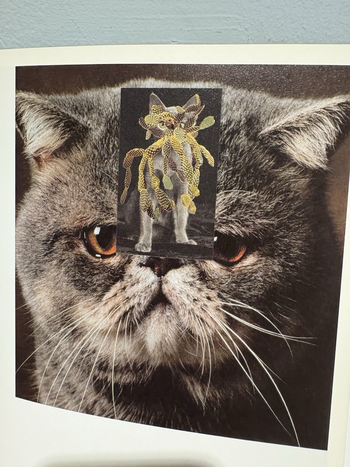 Stephen Eichhorn Photobook CATS & PLANTS Shrinkwrapped & NEW OP RARE!!
