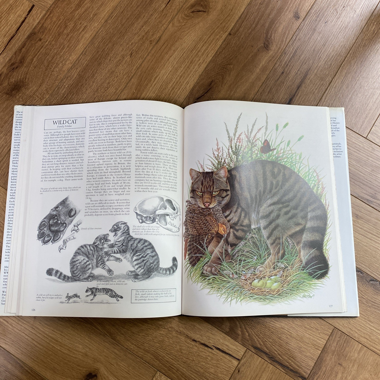 Mammals of Britain and Europe by Pope, Joyce Hardback Book