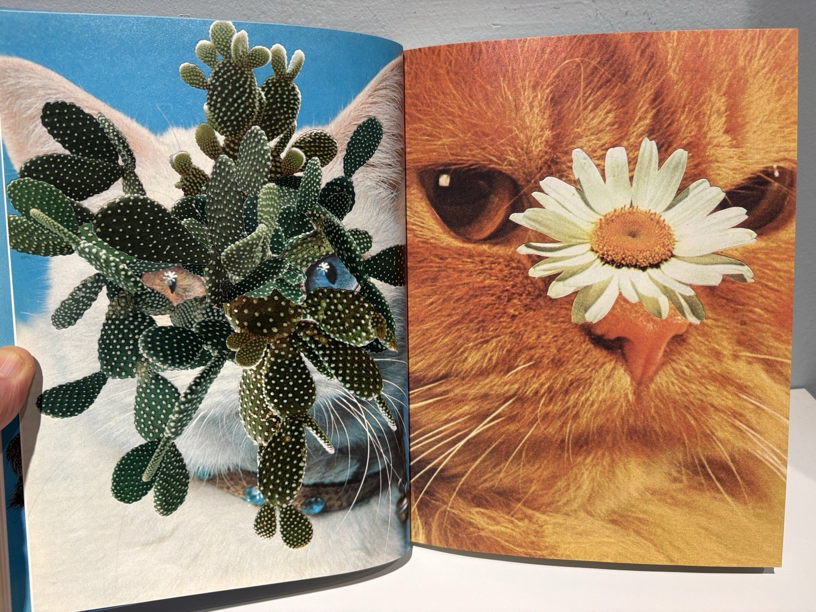 Stephen Eichhorn Photobook CATS & PLANTS Shrinkwrapped & NEW OP RARE!!