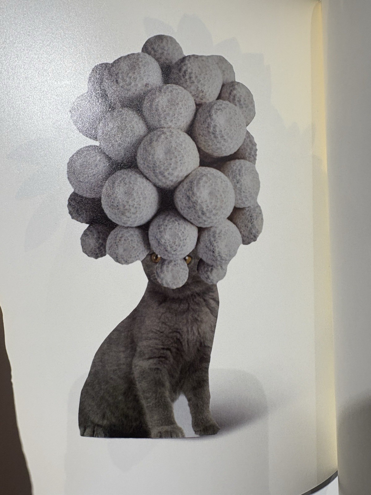Stephen Eichhorn Photobook CATS & PLANTS Shrinkwrapped & NEW OP RARE!!