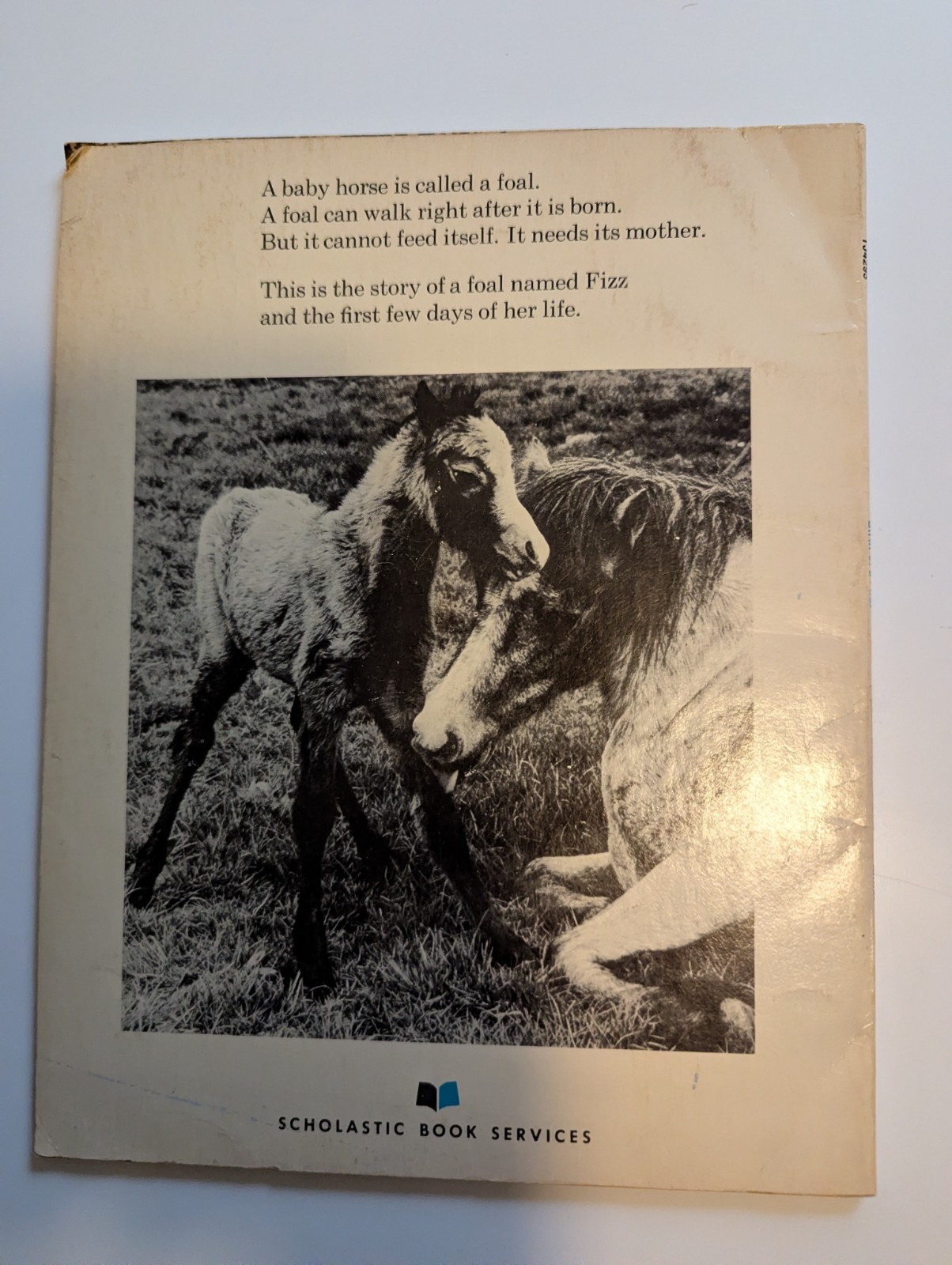 Scholastic Birth of a Foal Jane Miller PB 1977 Vintage Ages 4-8 Horses