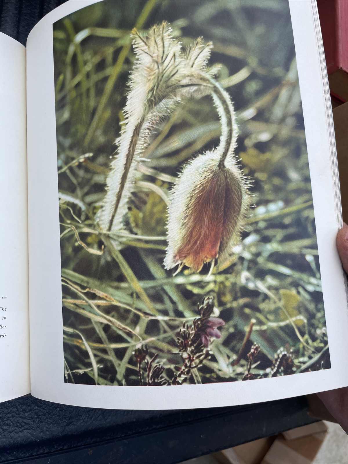 My Experiences In Color Photography By Dr. Paul Wolff 54 Full Color Plates