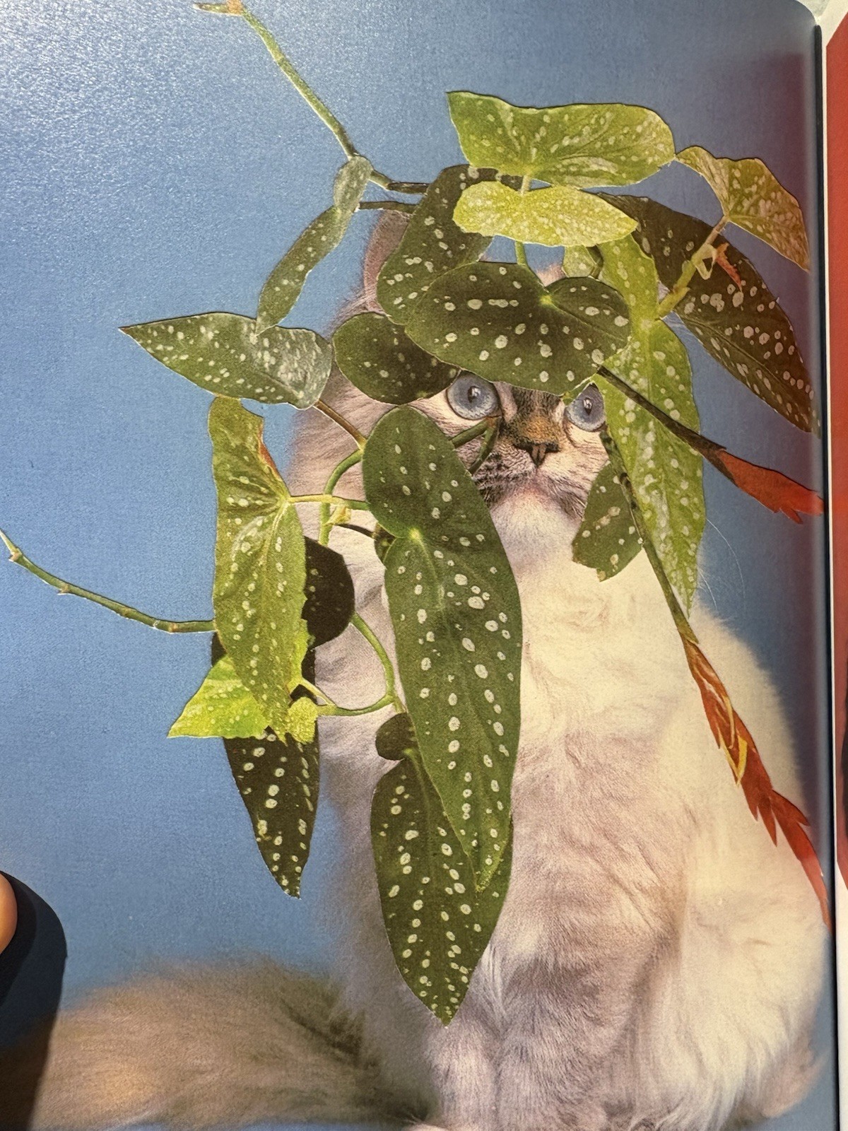 Stephen Eichhorn Photobook CATS & PLANTS Shrinkwrapped & NEW OP RARE!!