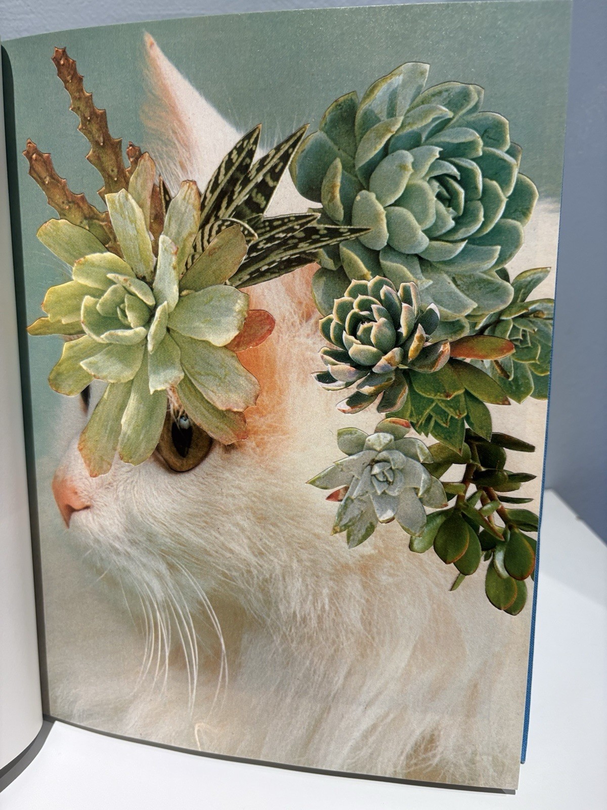 Stephen Eichhorn Photobook CATS & PLANTS Shrinkwrapped & NEW OP RARE!!