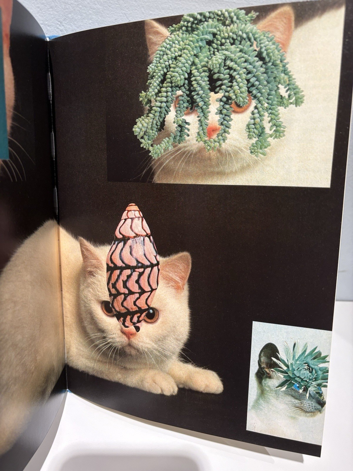Stephen Eichhorn Photobook CATS & PLANTS Shrinkwrapped & NEW OP RARE!!