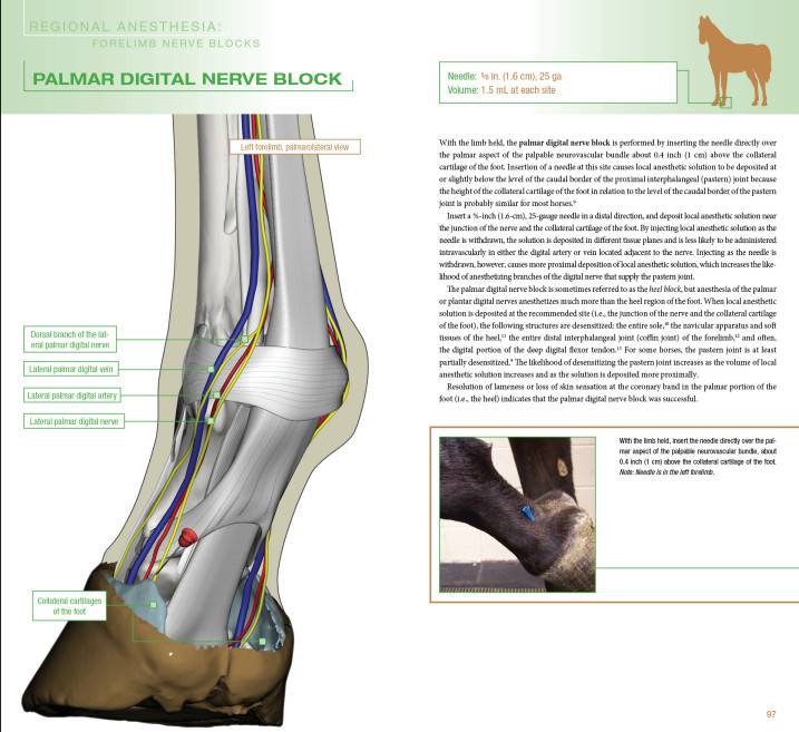Equine Joint Injection and Regional Anesthesia 2 ED