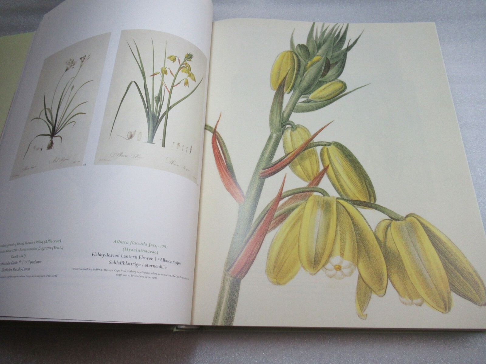 THE LILIES – Pierre-Joseph Redoute 1759-1840 – Taschen 2000 HB-DJ