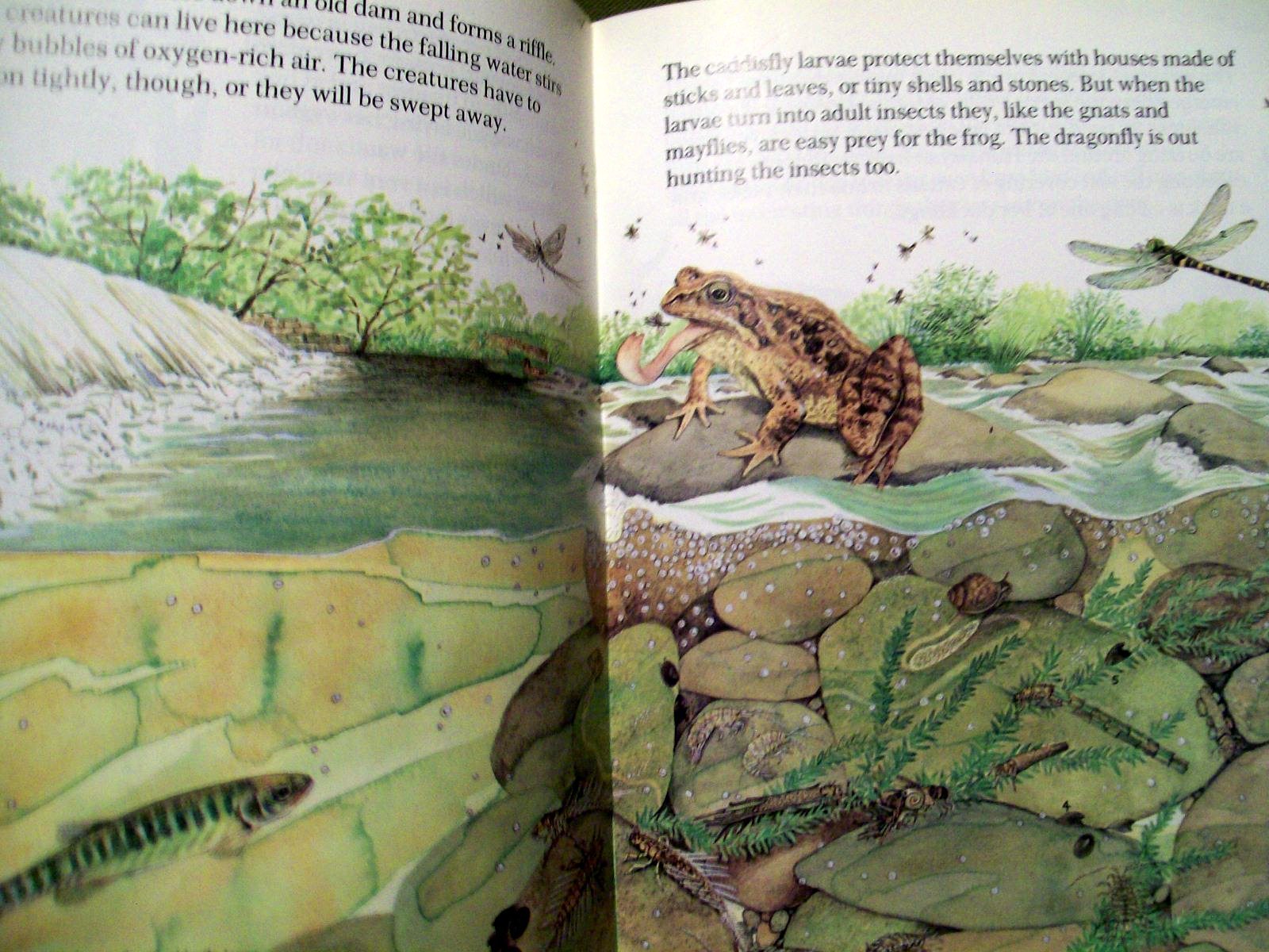 The River by David Bellamy (1988, Paperback)