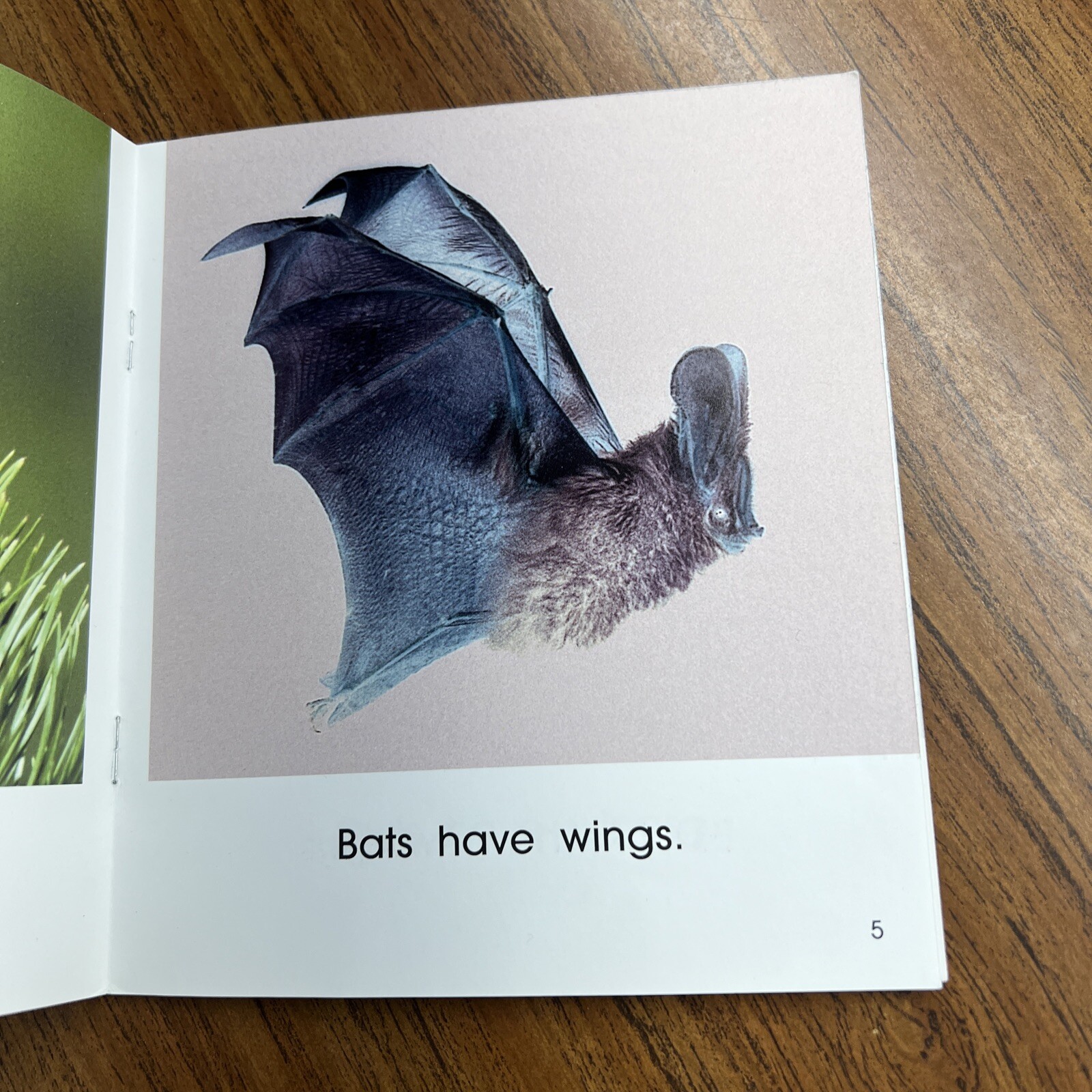 Wings (First Step Nonfiction) (First Step Nonfiction (Paperback)) – GOOD