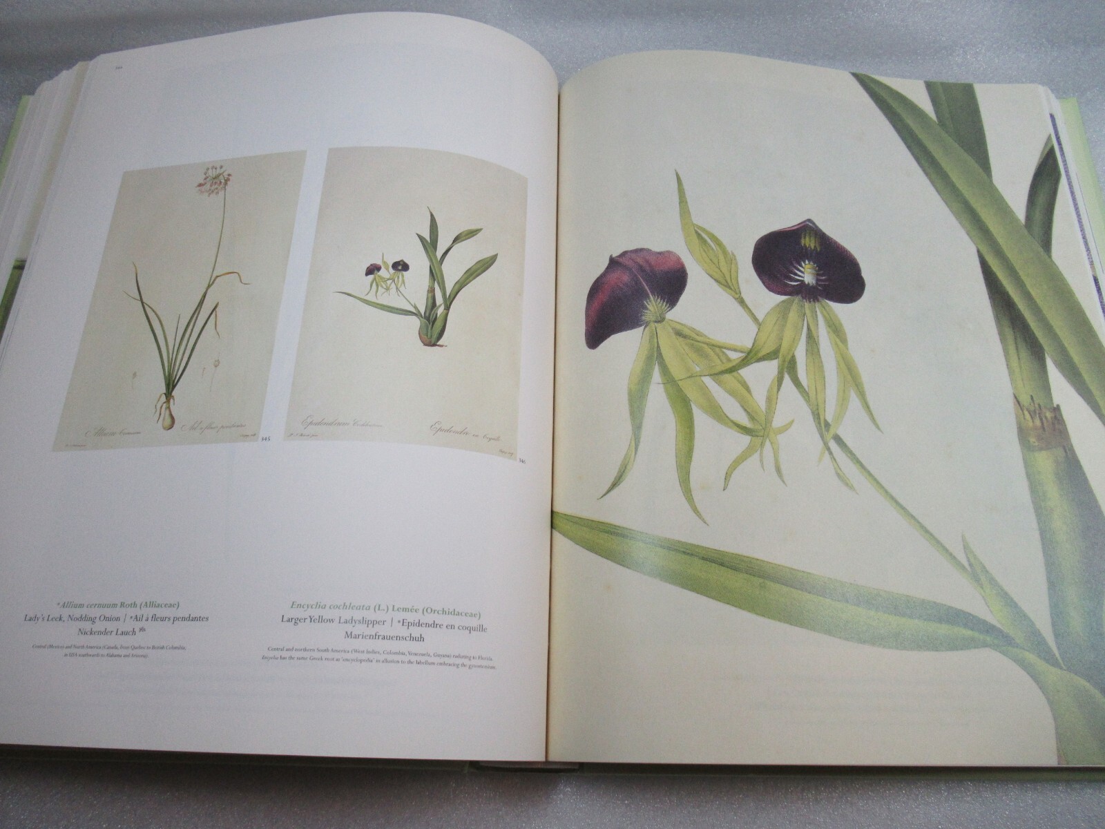 THE LILIES – Pierre-Joseph Redoute 1759-1840 – Taschen 2000 HB-DJ