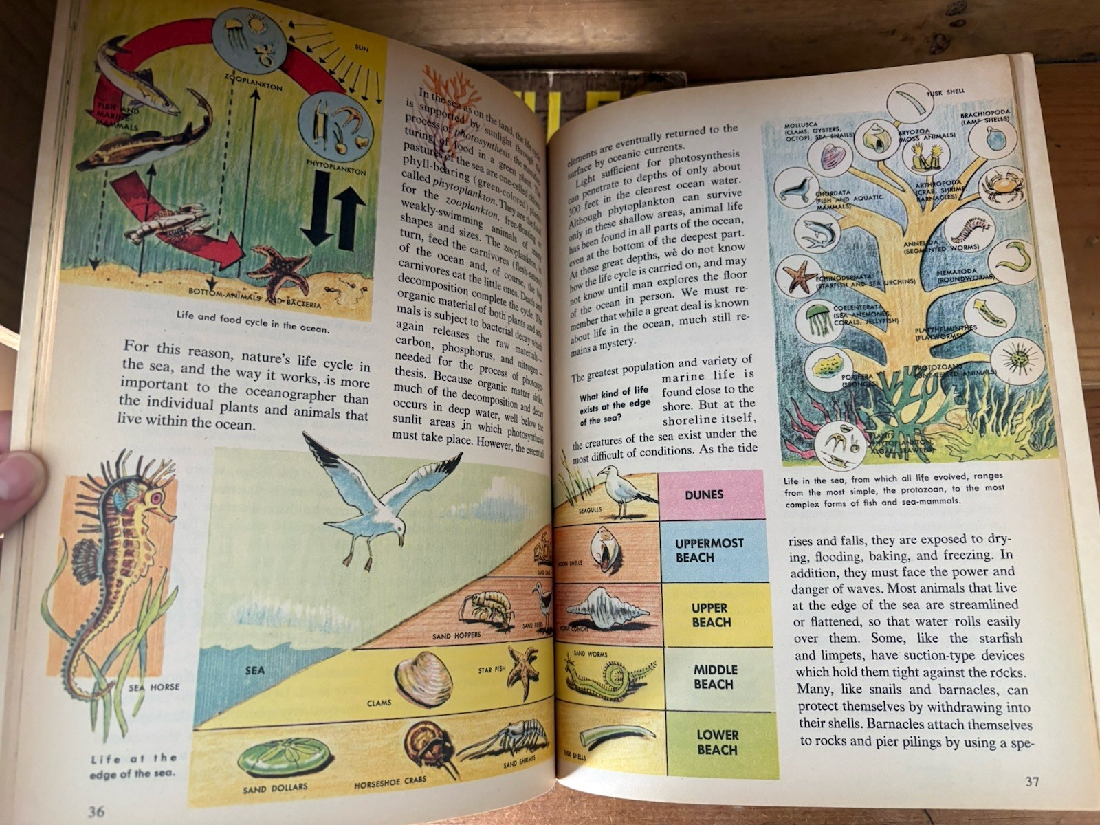 Lot Of 6 Vintage 60s How And Why Wonder Books Science Education