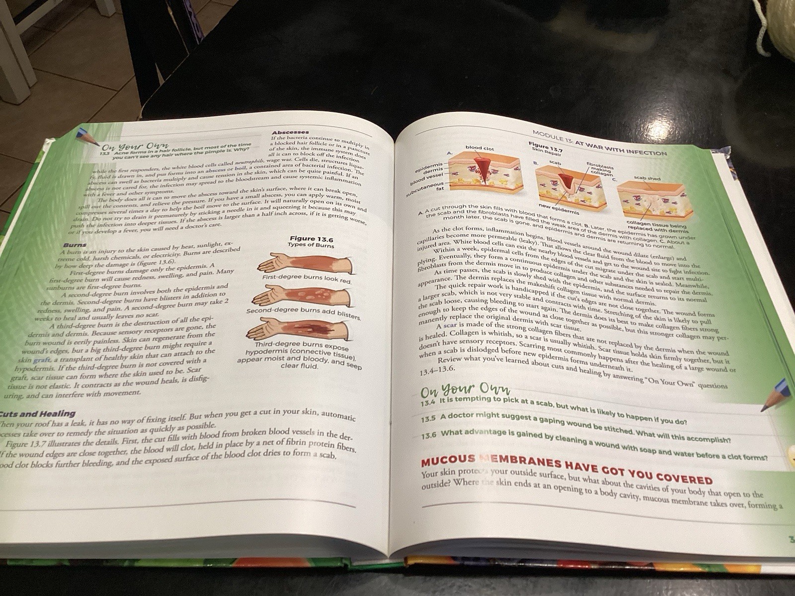 Apologia Exploring Creation with Health and Nutrition Textbook