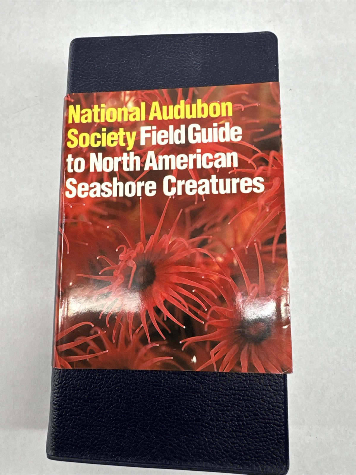 Audubon Society North American Seashore Creatures