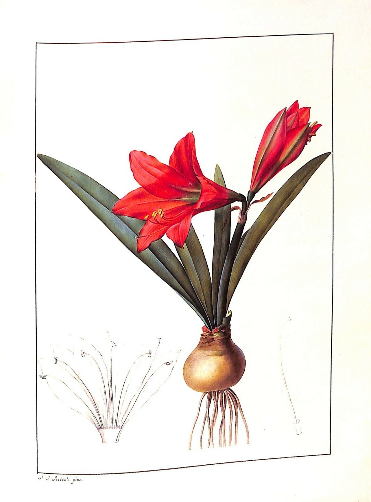 Pierre-Joseph Redoute’s Liliacees 1985 Sotheby’s New York