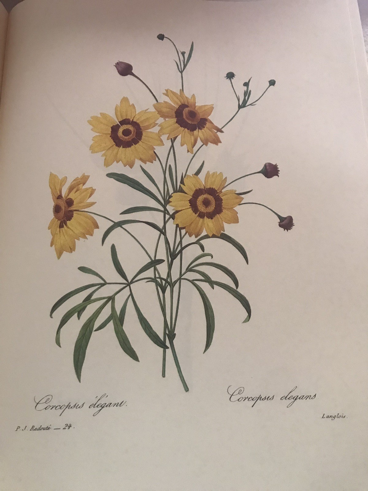 The Most Beautiful Flowers Pierre Joseph Redoute Coffee Table Book HCDJ Vtg 1981